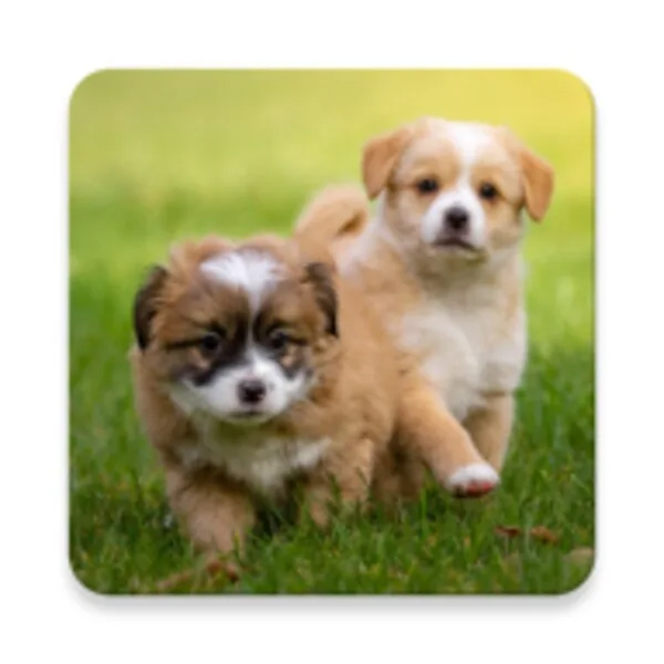 Puppy Wallpaper (Android) icon